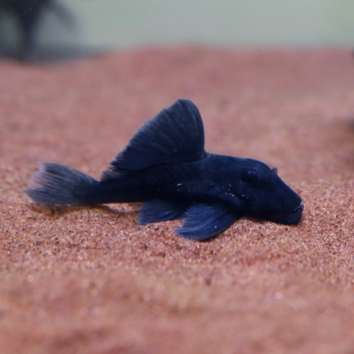 야생 L239 블루 파나크 플레코baryancistrus beggini